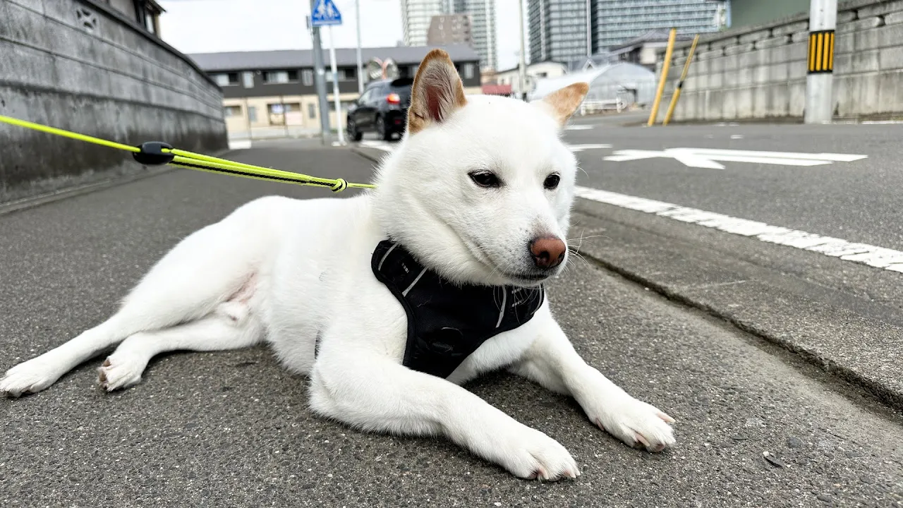 絶対に帰りたくない大豆柴(柴犬)