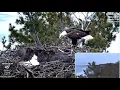 Traverse City Bald Eagle Cams on 26 Harry protects newly laid eggs from intruder in the nest