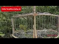 Mata putih bakau testing burung baru/jebak bru
