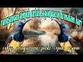 Download Lagu Terapi ampuh untuk sogon gacor di malam hari 🔥🔥