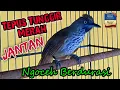 Tepus Tunggir Merah Gacor Ngoceh Panjang