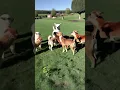 Download Lagu 🐾Honden ontmoeten een alpaca – het pluisgevecht begint! 🐶🦙 狗狗們與羊駝初次見面！是朋友還是誤會？🤣