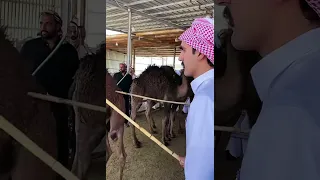 سوق الابل 