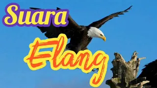 suara burung elang cocok untuk menakuti burung2 lain