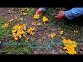 Download Lagu Don´t miss these beautiful mushrooms 🍄🍄‍🟫 Finding a new mushroom spot