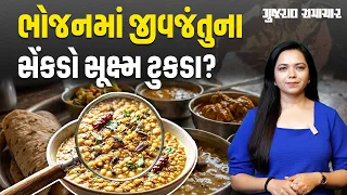 Food Insect Fragments Gujarat Samacha