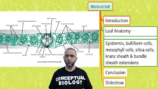 Monocot leaf with Dr Sohail Jamil Qureshi MDCAT Biology