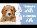 HHH Therapy Dog Series Choosing the pup for us