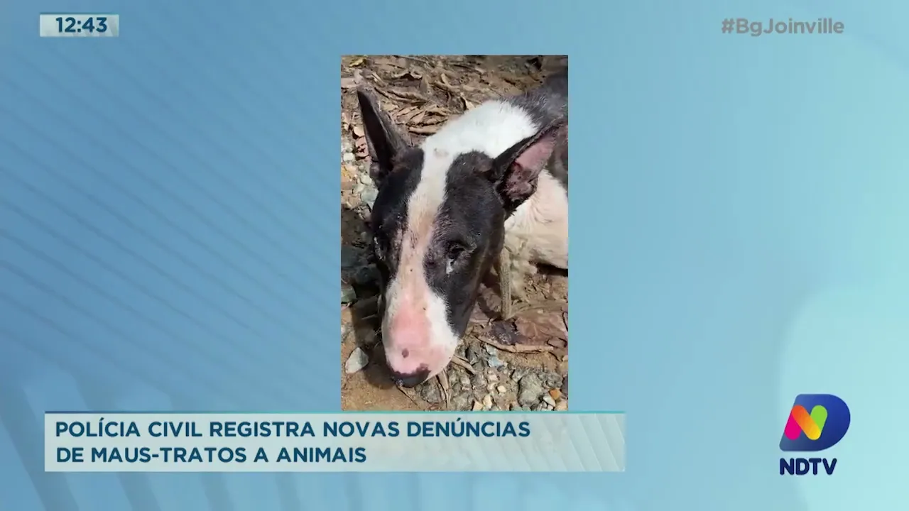 Polícia civil registra novas denúncias de maus tratos a animais