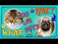Pet Food Stores Near Me Open Now Open A Pet Store Honest
