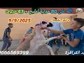 Download Lagu الله على جمال 80 حولية + 43 خروف في ضيغة عبد الرزاق فكيسر مع دكر الثمن بتاريخ 9/9/2025
