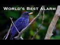 Lagu World's Best Alarm Bird | Story of a melody queen \