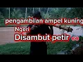 Lagu Pengambilan ampel kuning ngeri Disambut petir co