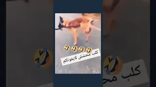 ضحك لعب مقاطع مضحكة ردة فعل مضحكة السعودية الكويت الامارات قطر عمان مصر العراق الجزائر 