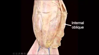 Skeletal Muscle Identification in the Cat
