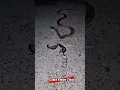Download Lagu Ular cobra yang sedang menangkap tikus-tikus ini seolah menjadi simbol bagi kita semua. 🐍