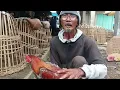 Download Lagu pasar Ayam Bangkok Sumpiuh Harga Ayam Bk Nya Murah ,Lengkap ,Banyak Pilihan