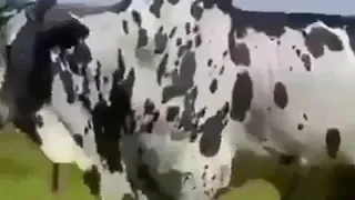 الفنان احمد يوسف الريل الجا بتغادل جديد الاشترك يا شباب 