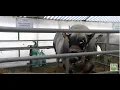 Download Lagu Il grande toro Big Beng un fenomeno da riproduzione da 1200 chili