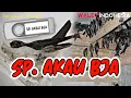 Download Lagu SP. AKAU BJA KOLONI BIRAHI ‼️ SUARA PANGGIL WALET OPEN PROTEC ⁉️‼️