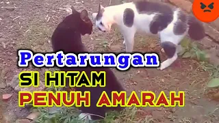 Download ⭐ KUCING HITAM BERANTEM PENUH AMARAH MP3