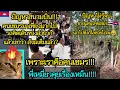 Download Lagu ปัญหาสนามบินใหม่เขมร ปัญหากาชายแดนไทยเขมร.. ปวดหัว😅🎬พี่เหมียวคุยเรื่องเหม็น!!! 🔥EP.178