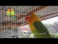 Suara Lovebird Memanggil Kawan, Bikin Labet Satu Kota Bunyi Bersahutan Dan Belajar Ngekek Panjang