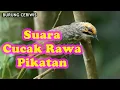 Download Lagu Suara Kicauan Burung Cucak Rawa, Rowo Pikatan Gacor Cocok Buat Masteram