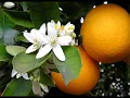 NARANJO EN FLOR - Polaco Goyeneche (Grabado en Estudio)