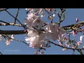 Zen Garden Cherry Blossoms: Mindfulness, Meditation -No music Nature Sounds Only