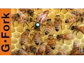 Download Lagu How to Requeen a beehive - Beekeeping 101 - GardenFork