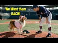 Our Dog Took Stealing Bases WAY Too Literally e479