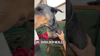 .. #fyp #dream #doberman #pets #YouTube