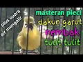 Download Lagu masteran pleci dakun garut nembak tulit tulit