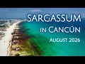Cancun Sargassum Update August 2026 Hotel Zone Beaches Right Now Drone 4K