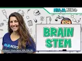Brainstem Structure Function