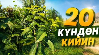 "Жашыл кесүү " жасалгандан кийинки 20 күн..
