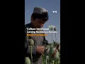 Download Lagu Taliban Umumkan Larang Budidaya Opium, Petani Ungkapkan Kekhawatiran