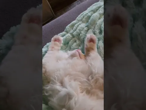 When your kitten always sleeps like he's flying through the air 😂