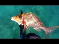 Spearfishing Cairns - Batt Reef Chronicles