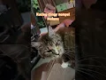 Download Lagu Kalian kucing ya gini juga ga? #dudyoris #kucinglucu #mainecoon