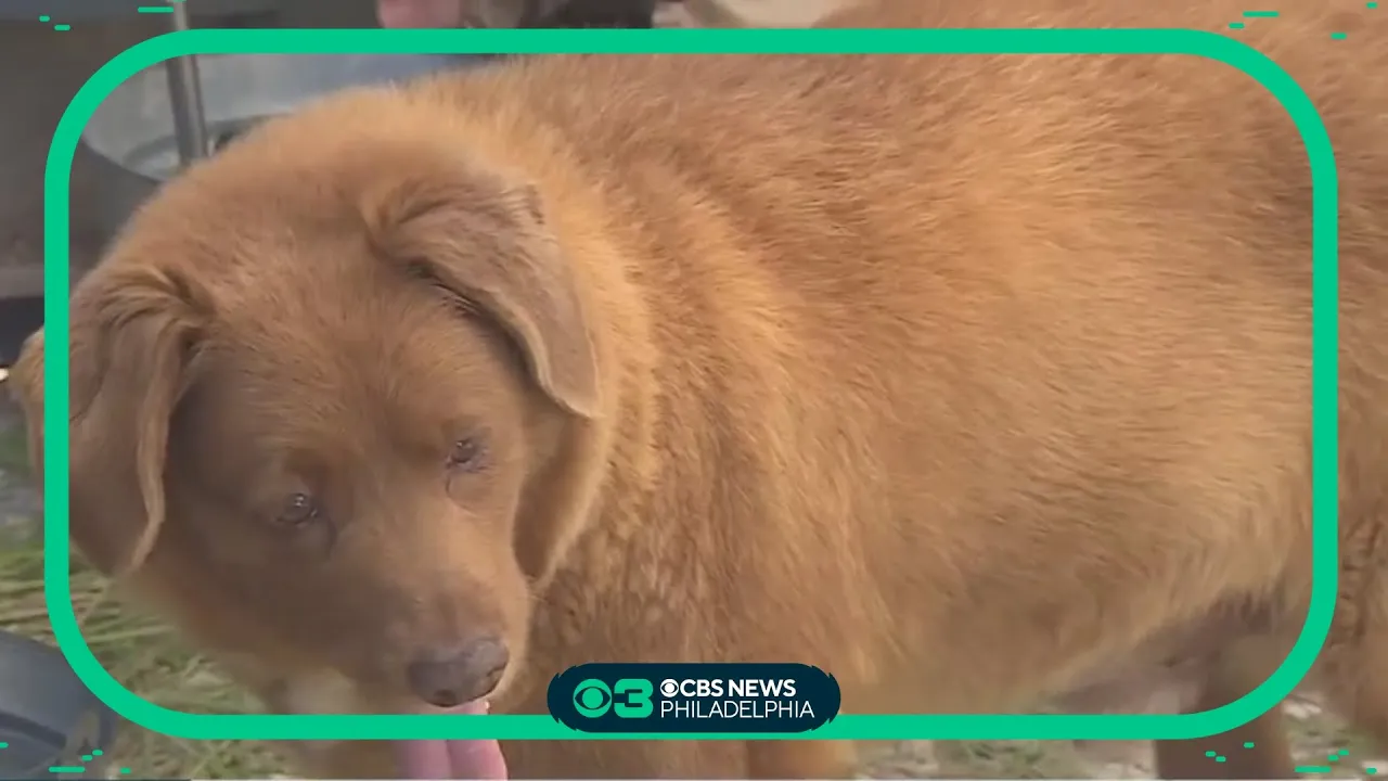 Bobi, the world's oldest dog, turns 31 years old