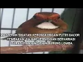 Download Lagu MASTERAN SIKATAN KERONGKONGAN PUTIH GACOR TEMBAKAN TAJAM, JERNIH, BERVARIASI DURASI PANJANG