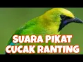 Suara pikat CUCAK RANTING , di jamin ampuh untuk memanggil cucak ranting dari kejauhan..