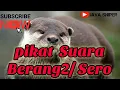 Download Lagu Pikat suara berang berang/ sero keluar dari sarang
