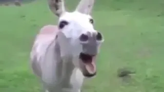 خطيه ابو صابر يبجي 