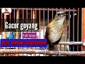 Download Lagu JONGKANGAN GACOR NGEROLL FULL ISIAN.!!