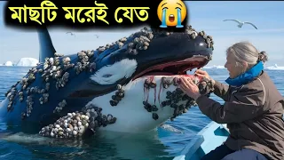 সমুদ্রের গভীরে তীমি মাছটি মৃত্যুর জন্য অপেক্ষা করছিল 😭এরপর লোকটি যা করলো তা জানলে আপনিও অবাক হবেন
