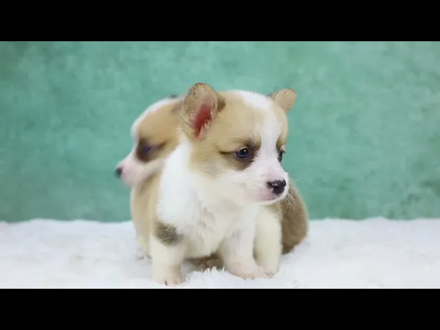 動画