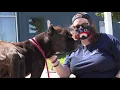Alden - Cane Corso Rescue